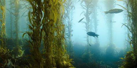 Harnessing Nature's Magic: Seaweed as a Sustainable Wall Solution